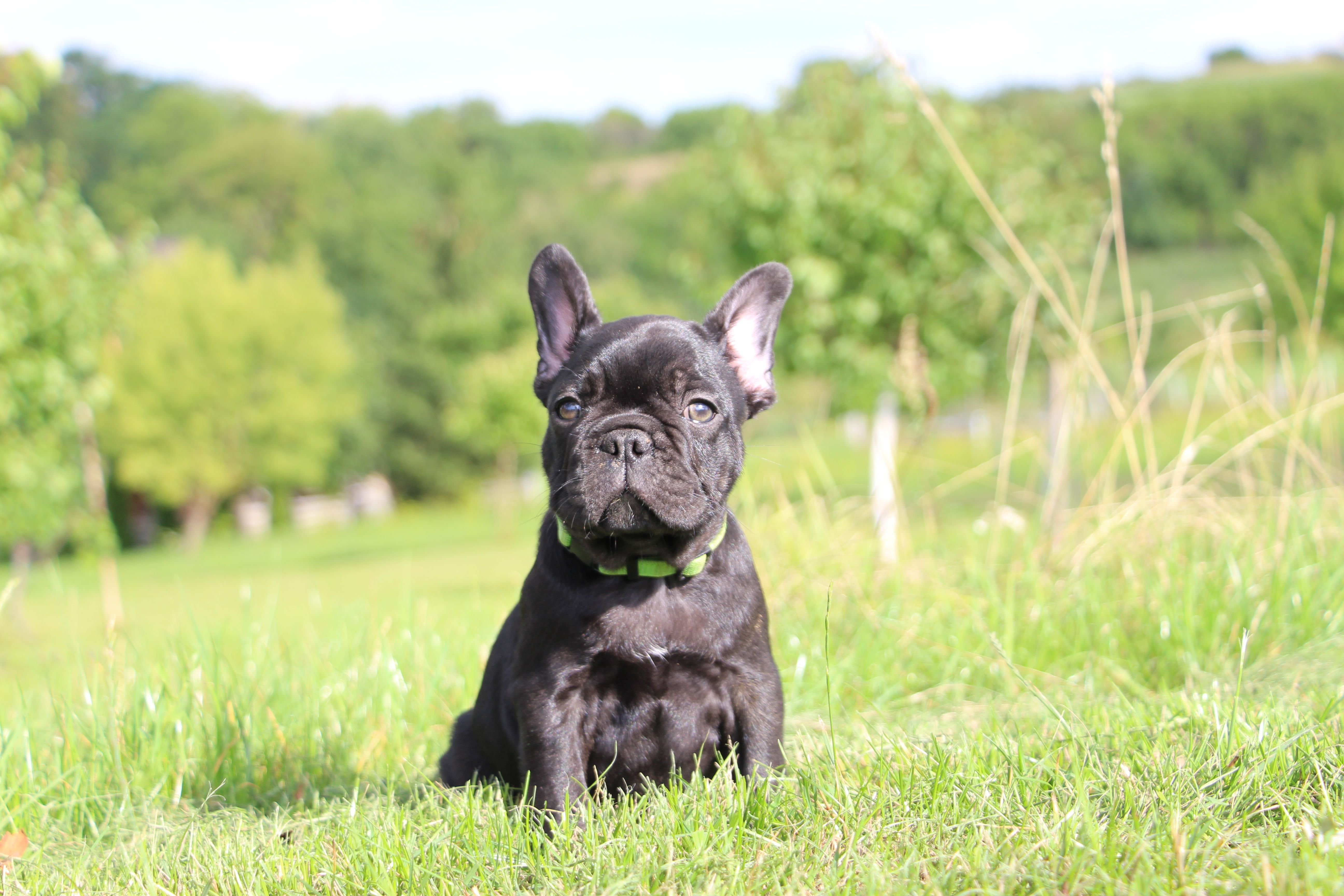 <svg class='green'></svg> <b>Mr.Sirius Black</b> <svg class='green'></svg>